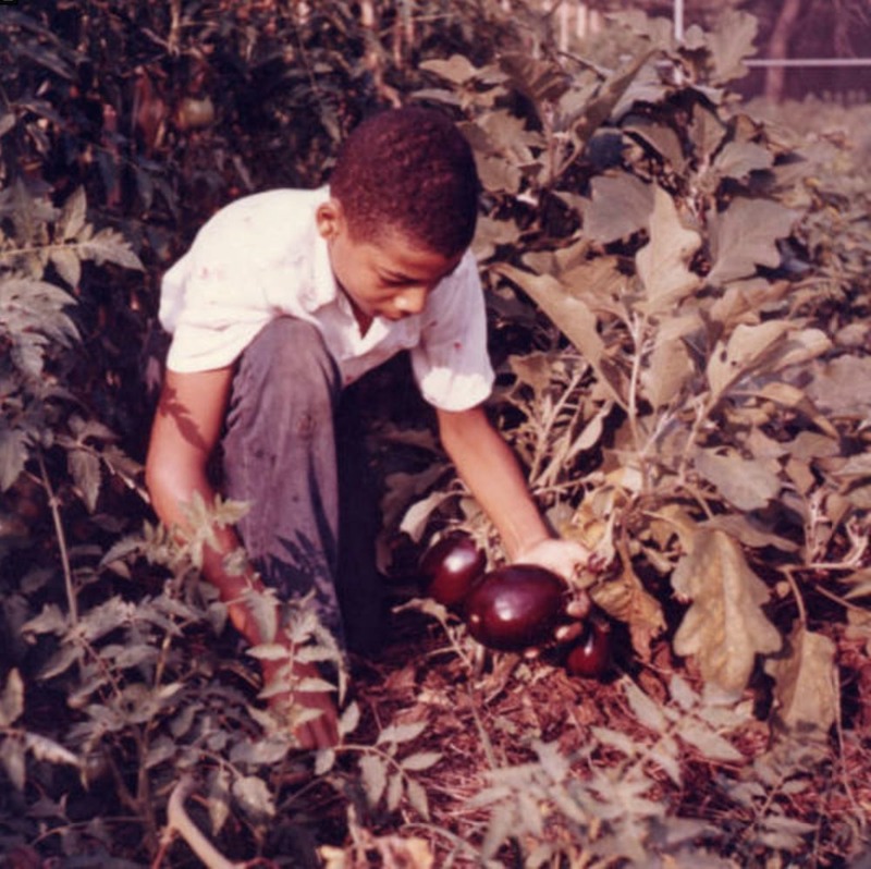Student Gardener Harvesting Eggplants