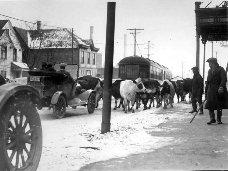 Moo-ve out of the Way